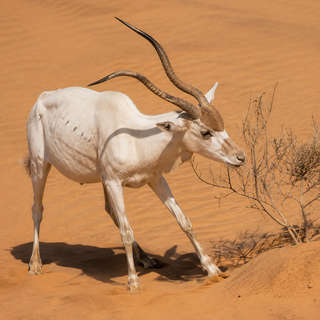 Addax