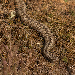 Adder