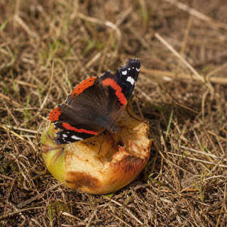 Admiral Butterfly