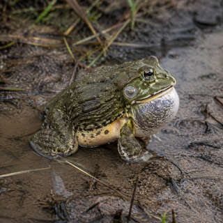 African Bullfrog