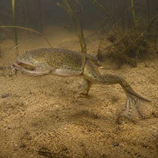 African Clawed Frog