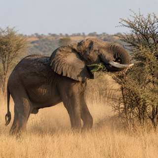 African Elephant