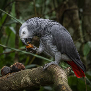 African Grey Parrot