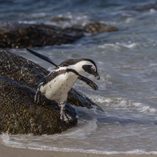 African Penguin