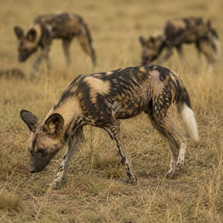 African Wild Dog