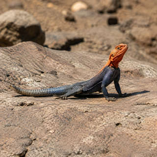 Agama