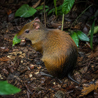 Agouti
