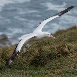 Albatross