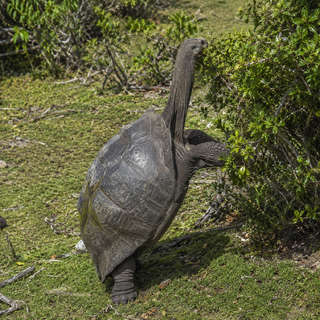 Aldabra Giant Tortoise