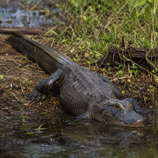 Alligator