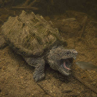 Alligator Snapping Turtle