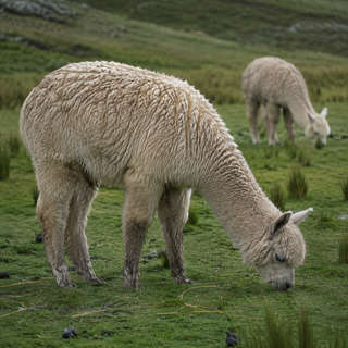 Alpaca