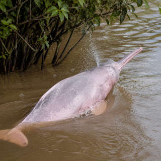 Amazon River Dolphin