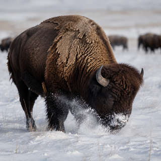 American Bison