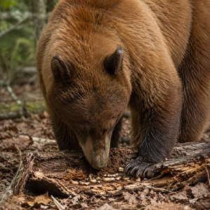 American Black Bear