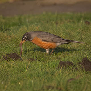 American Robin