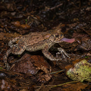 American Toad