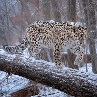 Amur Leopard