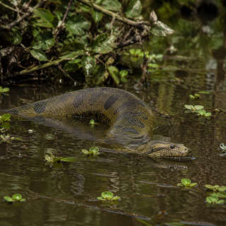 Anaconda