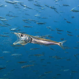 Anchovy