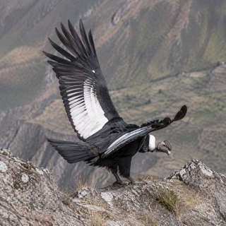 Andean Condor