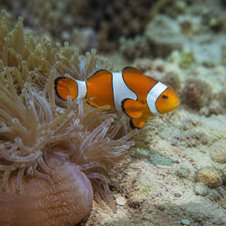 Anemonefish