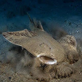 Angel Shark