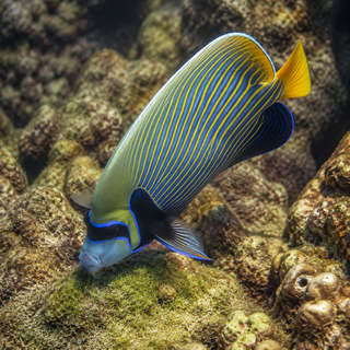 Angelfish