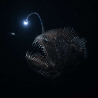 Anglerfish