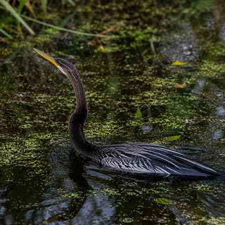 Anhinga