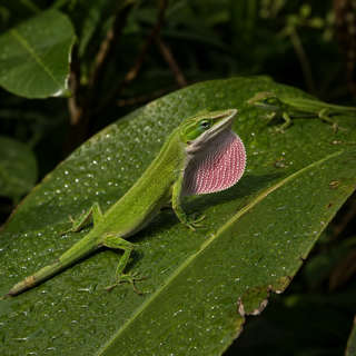 Anole