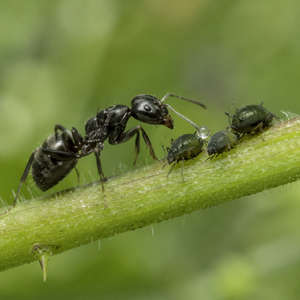 Ant