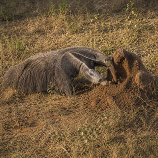 Anteater