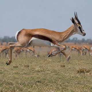 Antelope