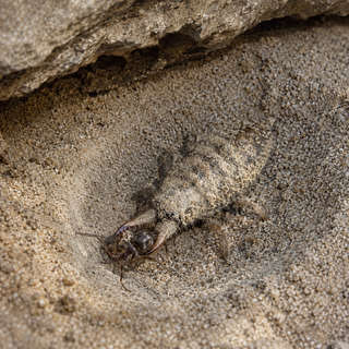 Antlion