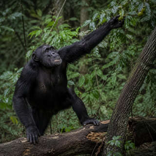 Ape