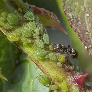 Aphid