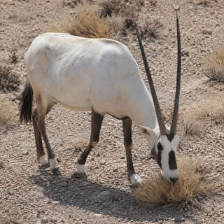 Arabian Oryx