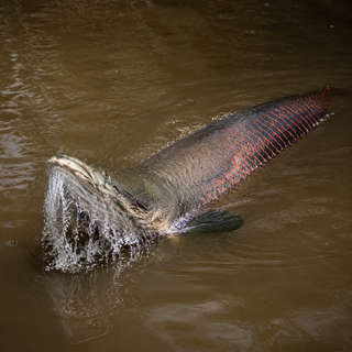 Arapaima