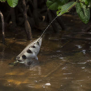 Archerfish