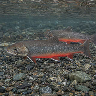 Arctic Char