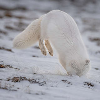 Arctic Fox
