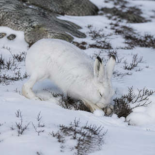 Arctic Hare