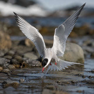 Arctic Tern