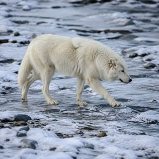 Arctic Wolf