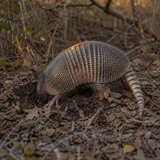 Armadillo