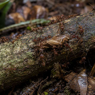 Army Ant