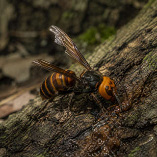 Asian Giant Hornet