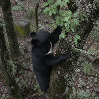Asiatic Black Bear