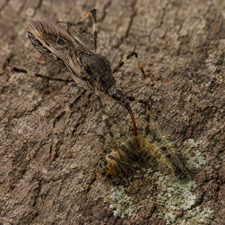 Assassin Bug